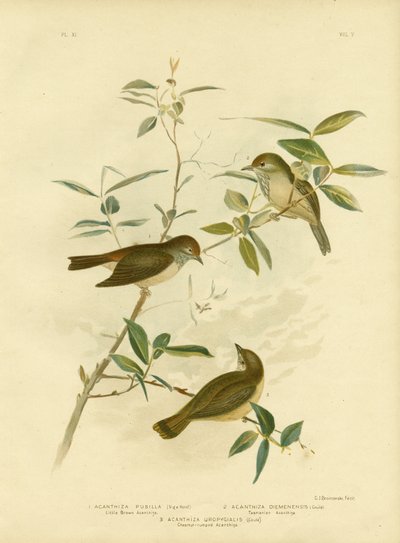 Little Brown Thornbill, 1891 by Gracius Broinowski